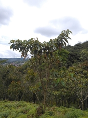 Croton magdalenensis