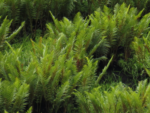 King fern (Todea barbara)