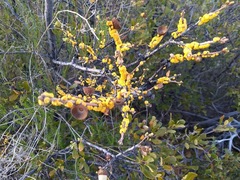 Cerococcus quercus