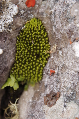 Hypodontium pomiforme