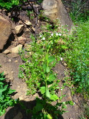 Phacelia viscida albiflora