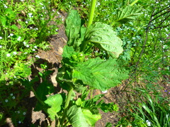 Phacelia viscida albiflora