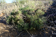 Pelargonium tragacanthoides