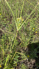 Cyperus echinatus