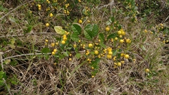 Duranta mutisii