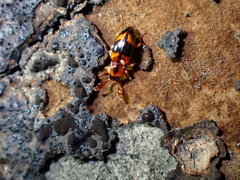 Phymaphora pulchella