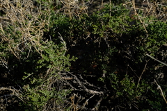 Pelargonium tragacanthoides