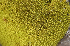 Hypodontium pomiforme