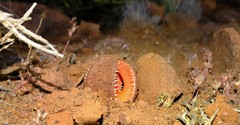 Hydnora africana