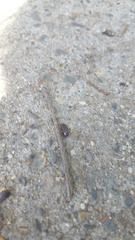 Armadillidium vulgare