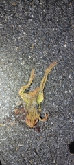 Rana dybowskii