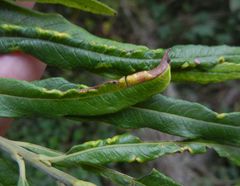 Rabdophaga marginemtorquens