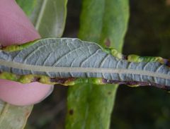 Rabdophaga marginemtorquens