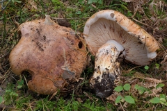 Tricholoma colossus