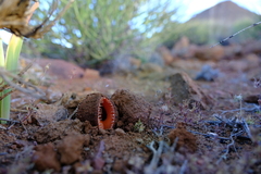Hydnora africana