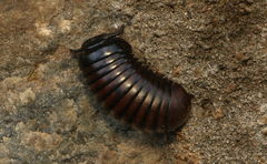 Arthrosphaeridae