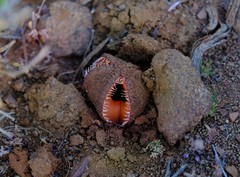 Hydnora africana