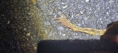 Rana dybowskii
