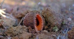 Hydnora africana