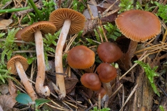 Cortinarius obtusus