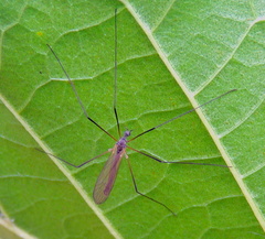 Cheilotrichia