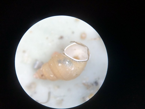 New Zealand Mudsnail