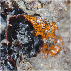 Botrylloides diegensis