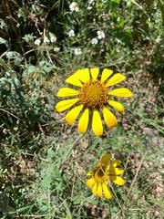Tithonia tubaeformis