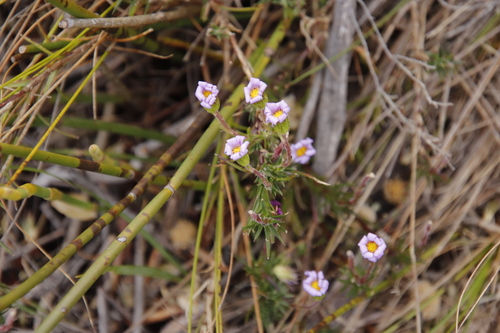 Image of Table Mountain Plumeseed (Zyrphelis taxifolia) by (c) Tony Rebelo, some rights reserved (CC BY-SA)