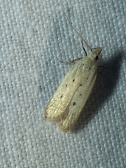 Nothris verbascella