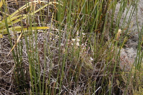 Image of Table Mountain Plumeseed (Zyrphelis taxifolia) by (c) Tony Rebelo, some rights reserved (CC BY-SA)