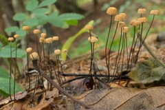 Marasmius bulliardii