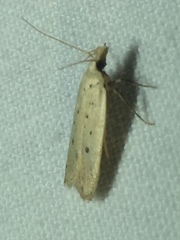 Nothris verbascella