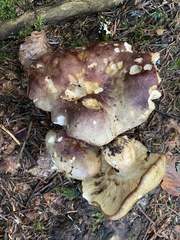 Russula viscida