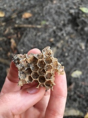 Mischocyttarus mexicanus