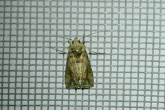 Ctenoplusia accentifera