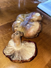 Russula viscida