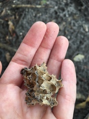 Mischocyttarus mexicanus