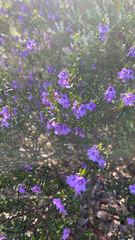 Prostanthera scutellarioides