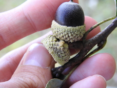 Callirhytis glandulus