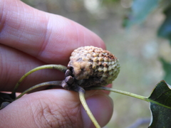 Callirhytis glandulus