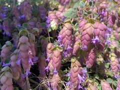 Origanum libanoticum