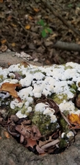 Sclerotinia