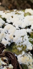 Sclerotinia