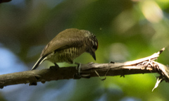 Picumnus exilis pernambucensis