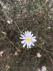 Malacothrix saxatilis