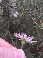 Malacothrix saxatilis