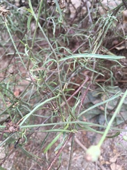 Malacothrix saxatilis