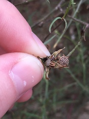 Malacothrix saxatilis