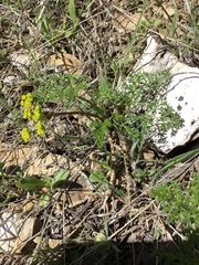Lomatium grayi